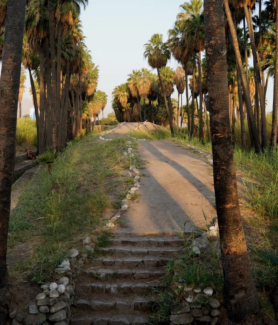 Palmeras al rededor de los acueductos